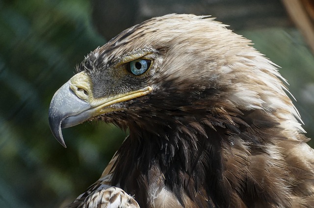 The U.S. Fish & Wildlife Service’s Role in Endangered Species Recovery